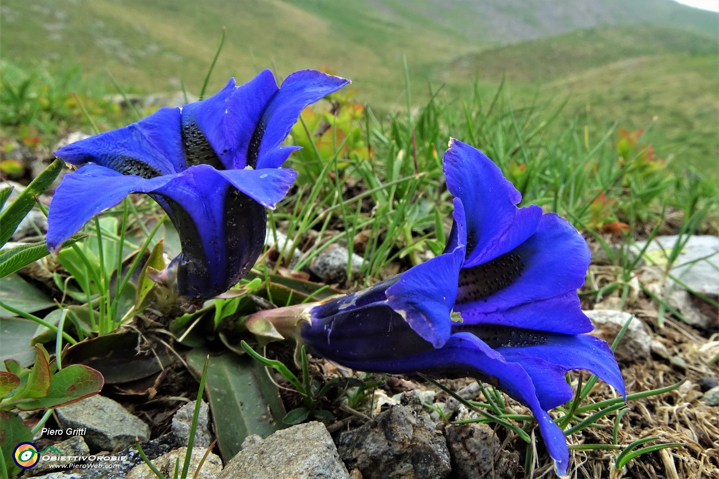 79 Genziana di Clusius (Gentiana clusii).JPG